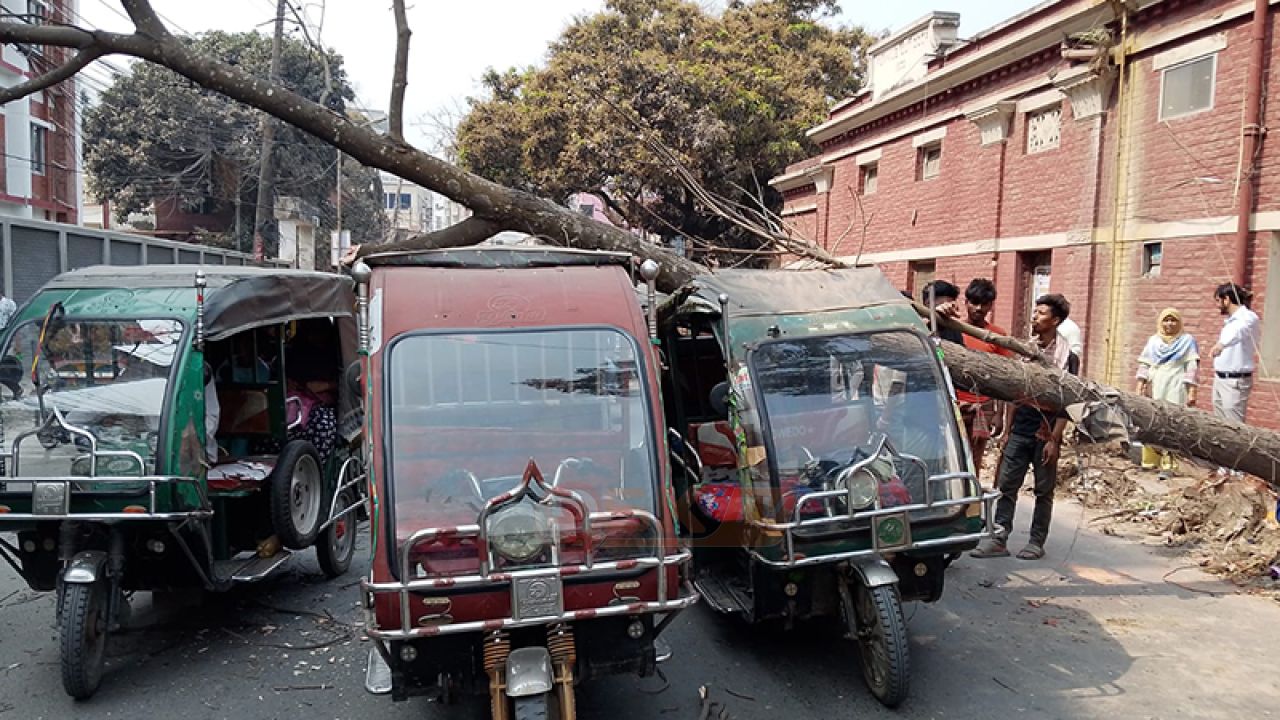 সড়কে ধসে পড়ল গাছ, অল্পের জন্য প্রাণে রক্ষা পেল অটোরিকশার যাত্রী