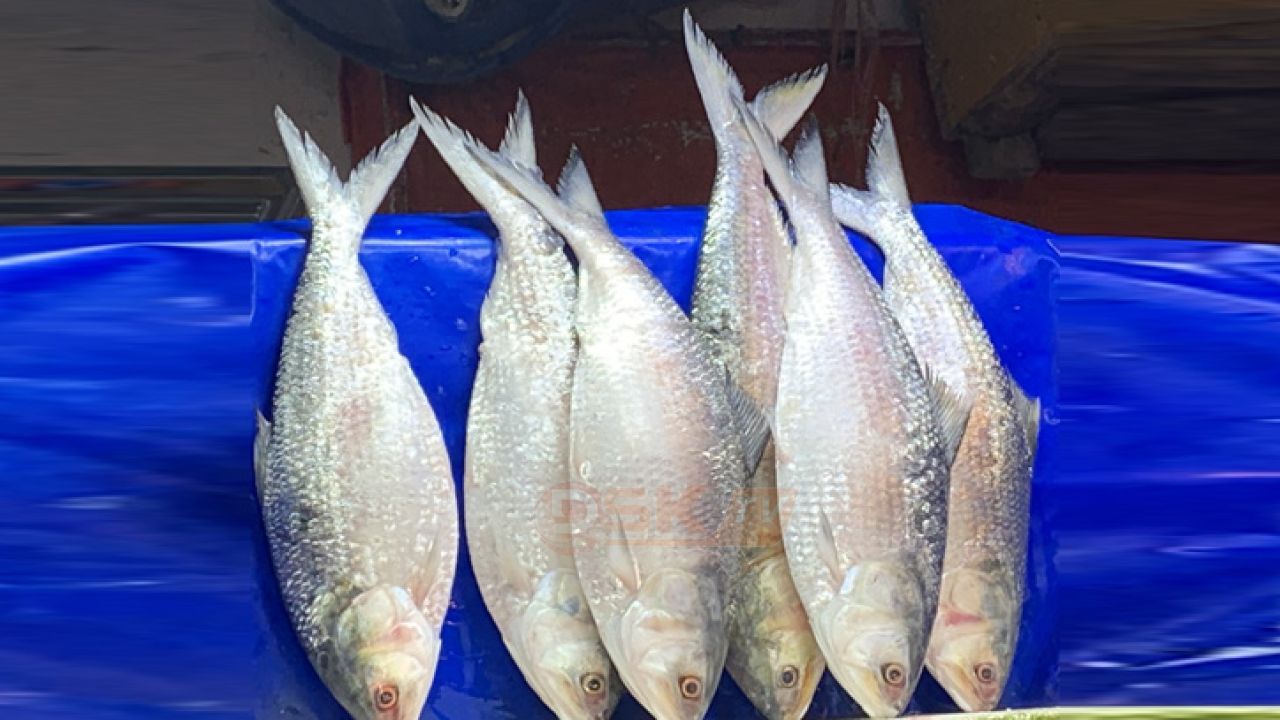 টানা দুই মাস ইলিশ ধরা নি'ষিদ্ধ, অমান্য করলেই শা'স্তি