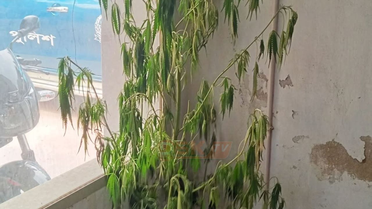  বাড়ির উঠানে গা'জার চাষ 