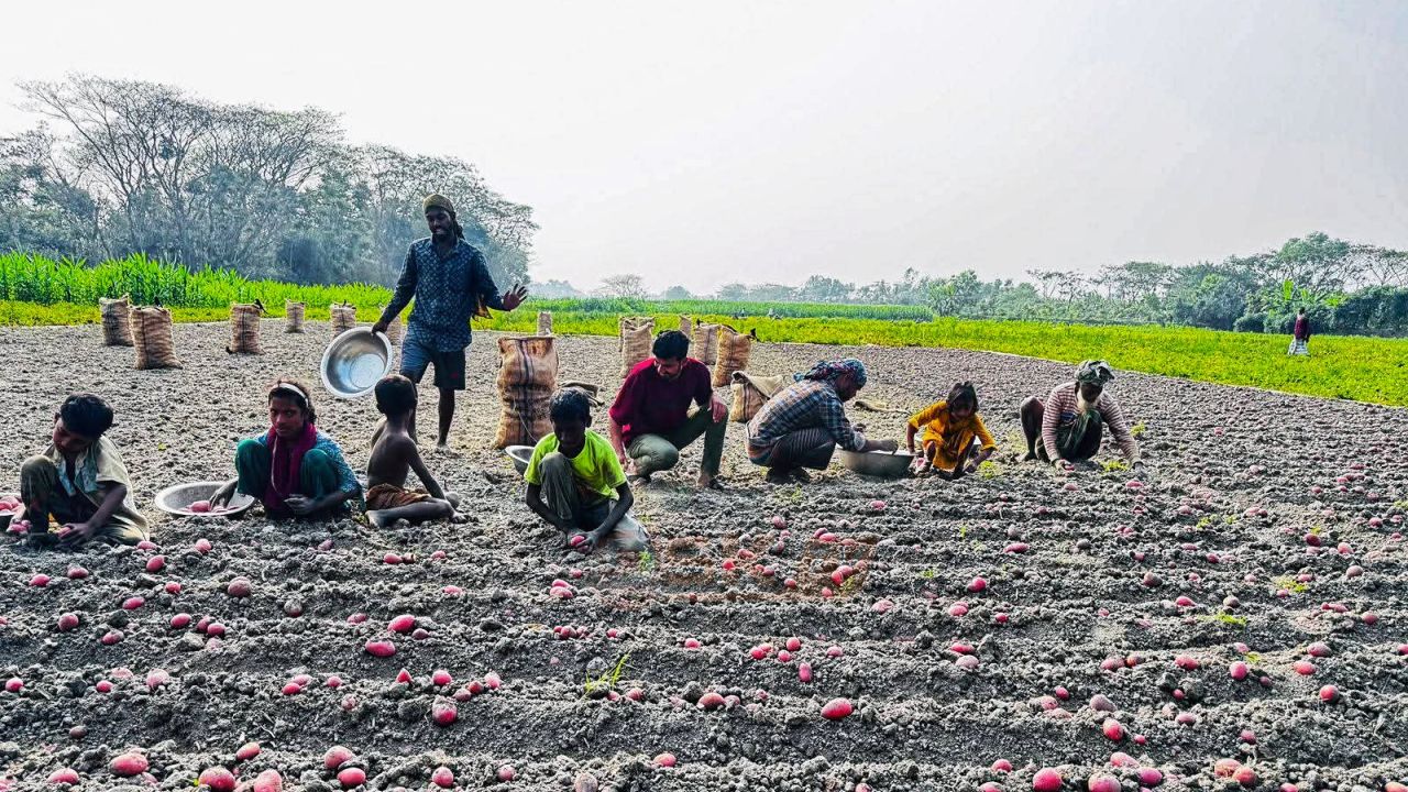 মতলবে আলুর বাম্পার ফলন, দাম নিয়ে শঙ্কায় কৃষক 