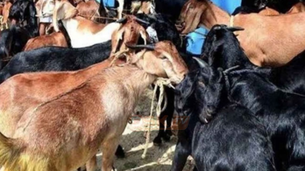 বাসের লাগেজ বক্সে ৫৫ ছাগলের মৃ/ত্যু — জরিমানা মাত্র ১০ হাজার টাকা