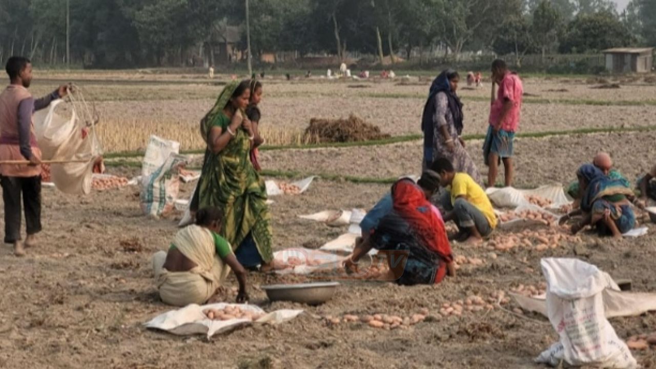 বগুড়ায় আলুর কেজিতে ৫-৬ টাকা লো'কসান, দিশে'হারা চাষিরা