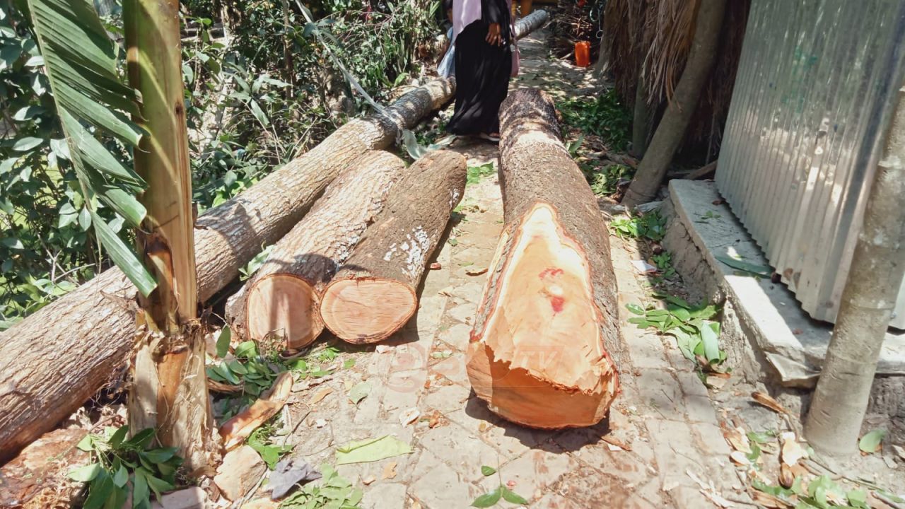 ইউনিয়ন পরিষদের গাছ কাটার অভিযোগ যুবলীগ নেতার বিরুদ্ধে