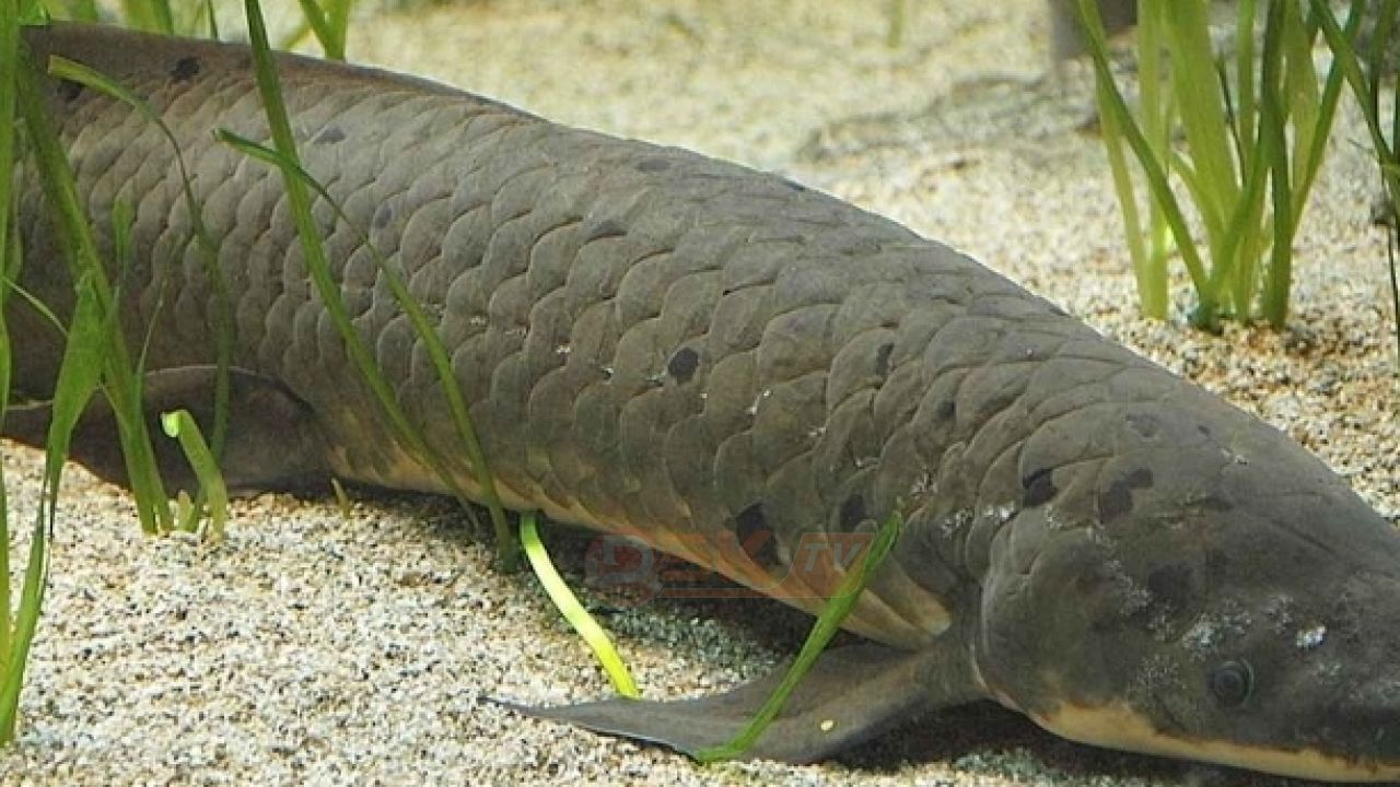 পানি ছাড়াই মাটির নিচে বছরের পর বছর বেঁচে থাকে যে মাছ 