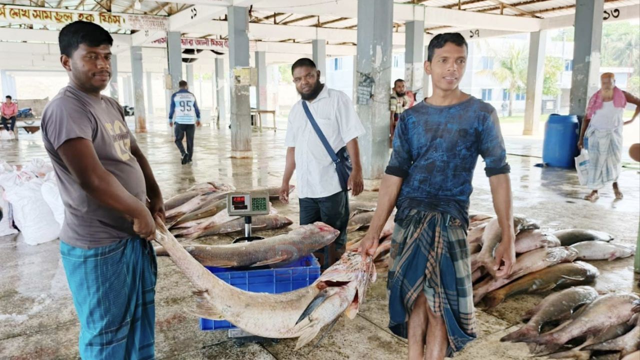 পিরোজপুরে জেলের জালে ধরা পড়লো ২৮ লাখ টাকার লাক্ষা মাছ