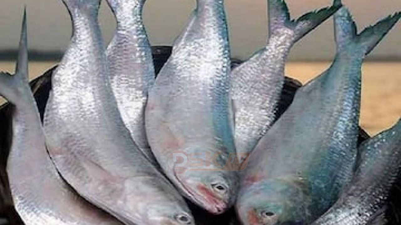 পহেলা বৈশাখে চাঁদপুরের ইলিশের মন ৩ লাখ টাকা 