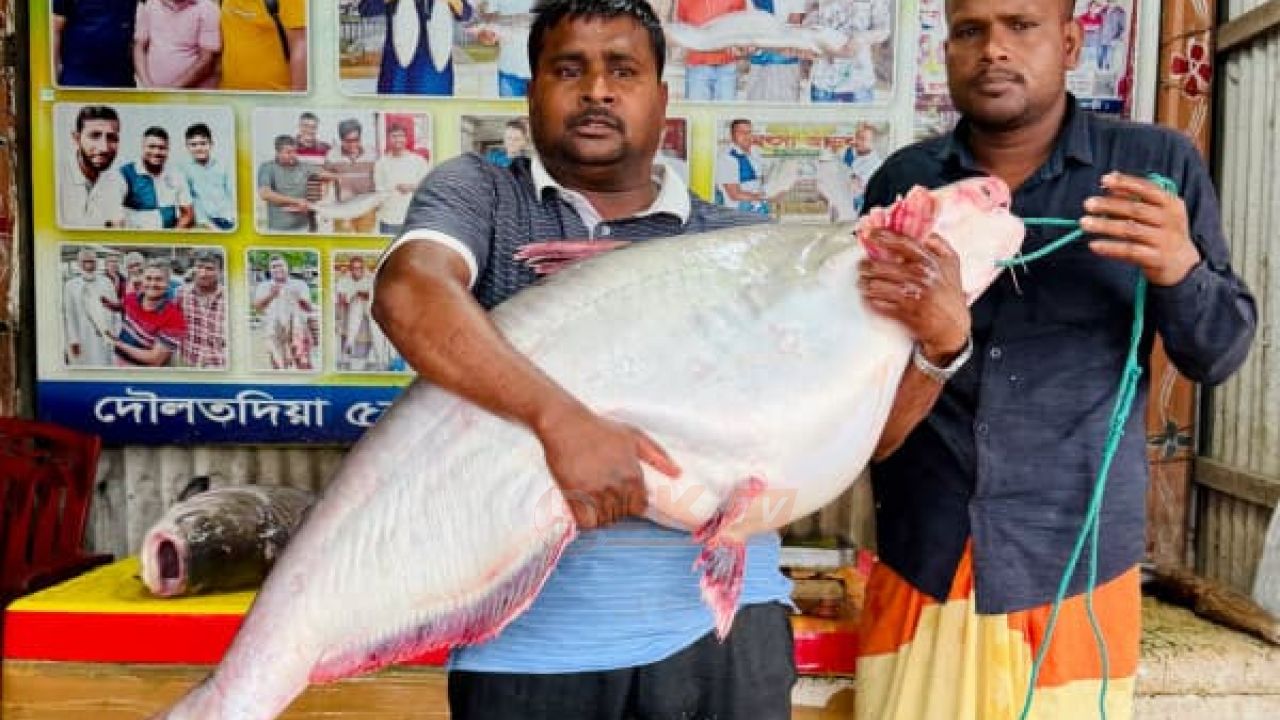 পদ্মায় ধরা পড়ল ২৫ কেজির পাঙ্গাস, ৪৫ হাজার টাকায় বিক্রি