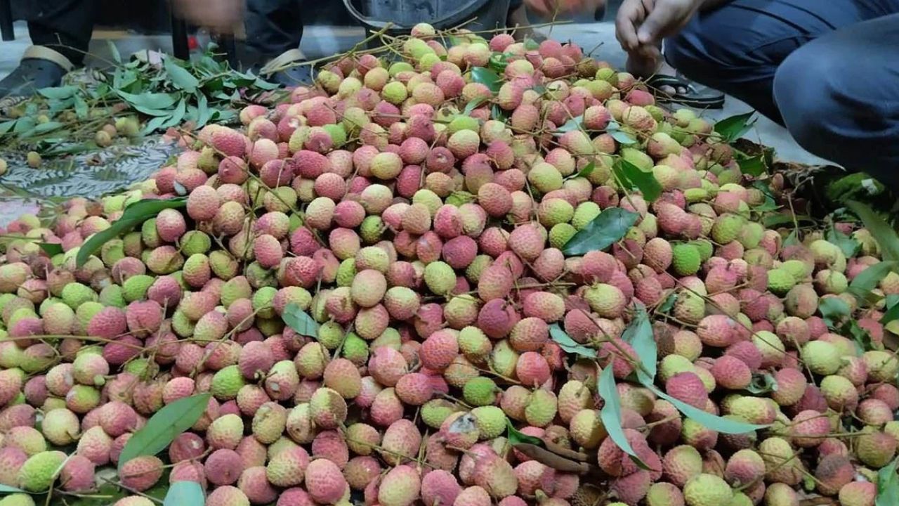 রাবিতে হলের গাছের লিচু পেড়ে রুমে রুমে পৌঁছে দিলেন হল সংসদের নেতারা