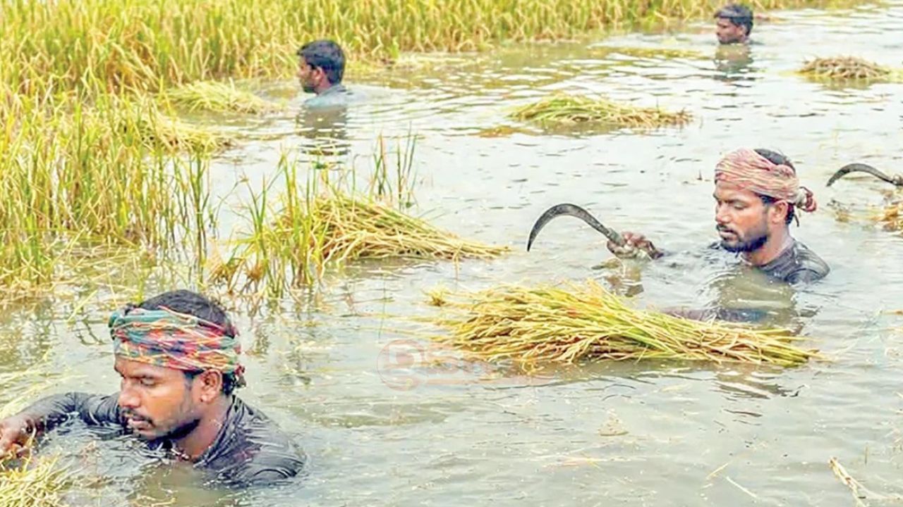সারা দেশে তলিয়ে গেছে বোরো ধান, ঋণ পরিশোধে দুশ্চি'ন্তায় চাষি