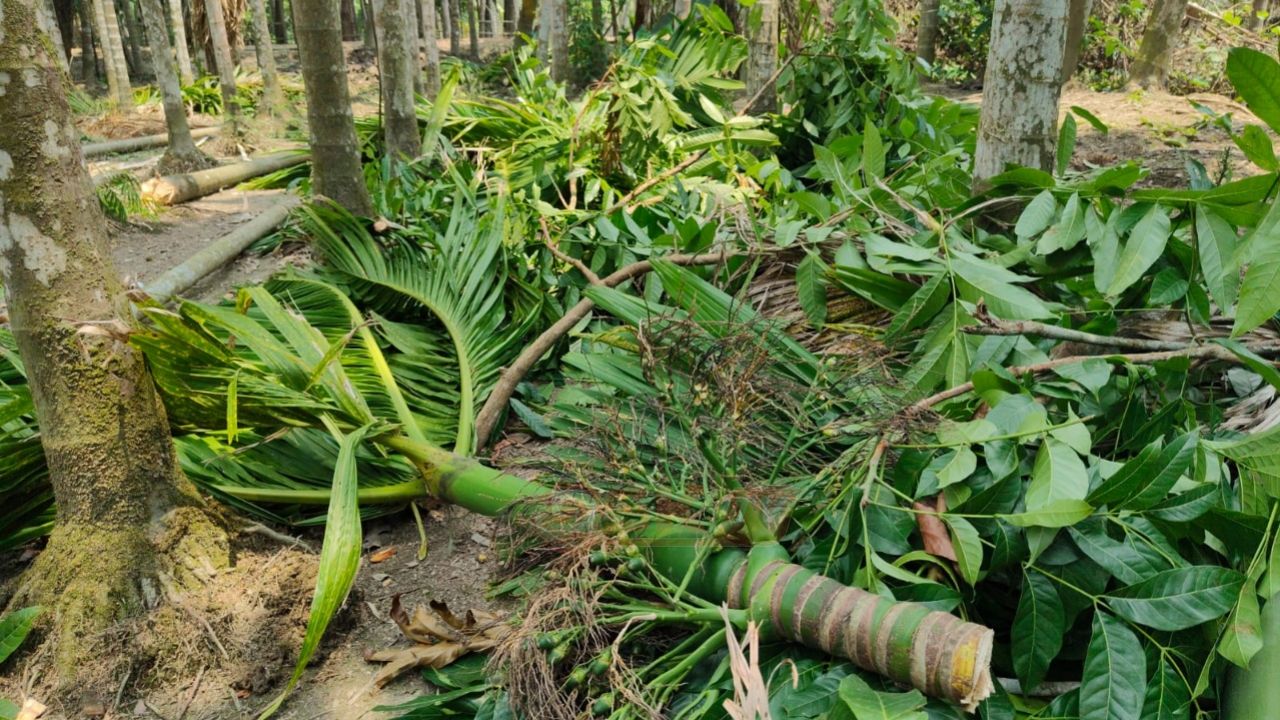 জিয়ানগরে রাতের আঁধারে ফলন্ত সুপারি বাগান কেটে জমি দখলের অভিযোগ