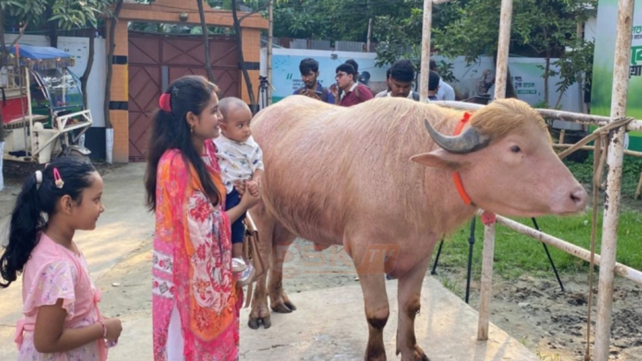 গোলাপি মহিষের রাজকীয় রূপ, কোরবানির আগেই পৌনে ৪ লাখে বিক্রি