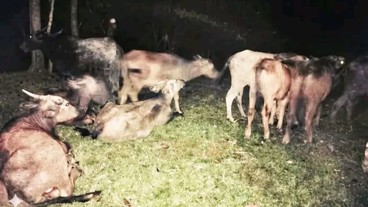 গলাচিপায় ১২ টি মহিষ উদ্ধার, প্রকৃত মালিককে যোগাযোগের আহ্বান