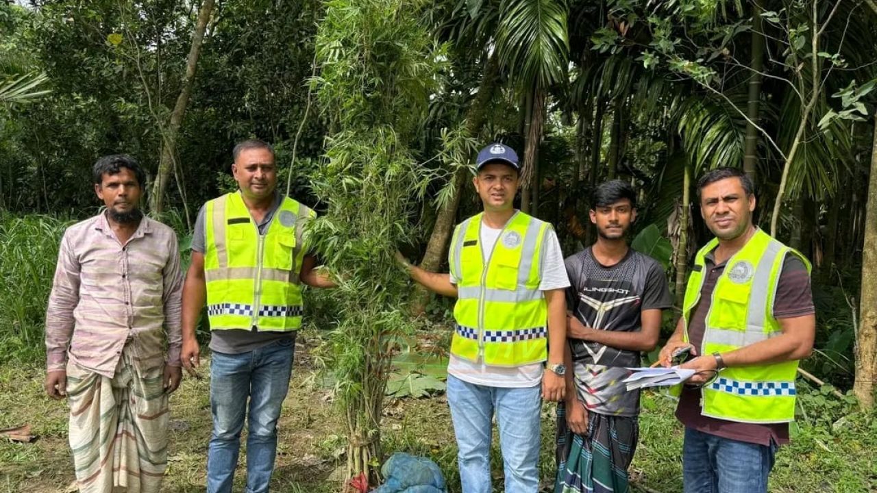 কুড়িগ্রামে গ্রীনহাউজ পদ্ধতিতে গাঁ'জা চাষ, পুলিশের অভিযানে প্রায় অর্ধশতাধিক গাঁ'জা গাছ উদ্ধার
