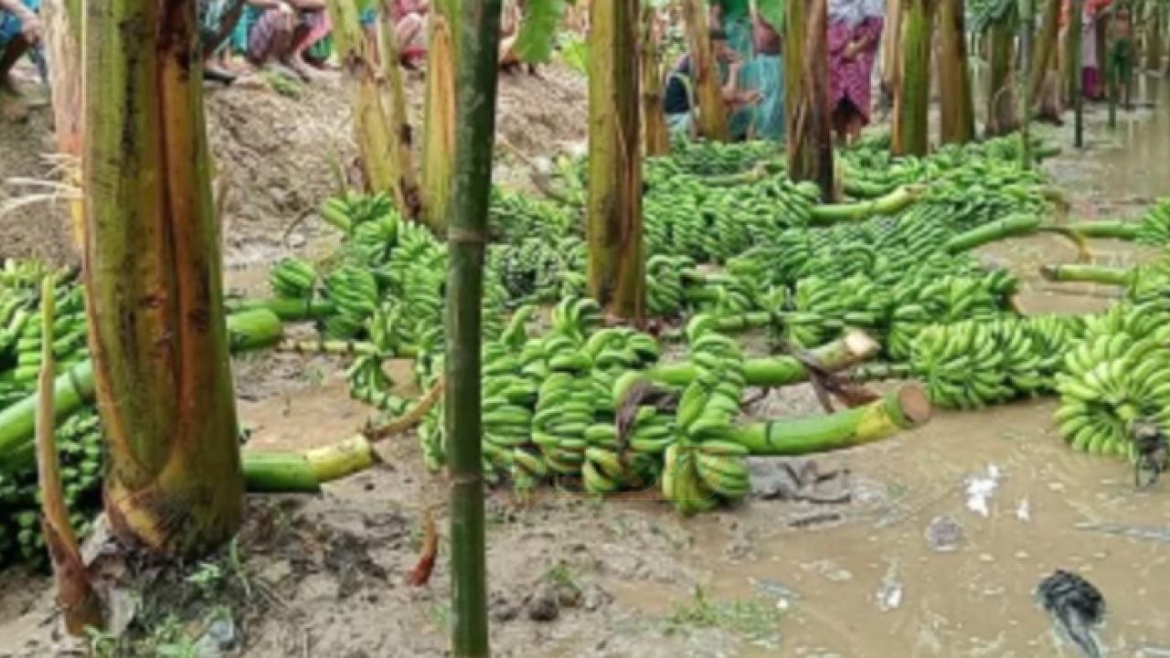 বগুড়ায় রাতের আঁধারে কৃষকের ফলভর্তি ৭০০ কলাগাছ কেটে ন'ষ্ট, থানায় অভিযোগ